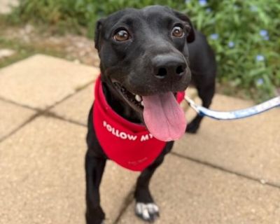 Meet Winnie! ?? If you ve ever dreamed of having a dog who looks like someone accidentally hit the stretch button on a lab, then Winnie is your girl. She s got the longggg, low-rider body of a dachshund and the sweet, expressive face of a mini lab basically the best of both worlds, compacted into about two feet of pure cuteness. Winnie is the definition of a velcro dog. The second she decides y...