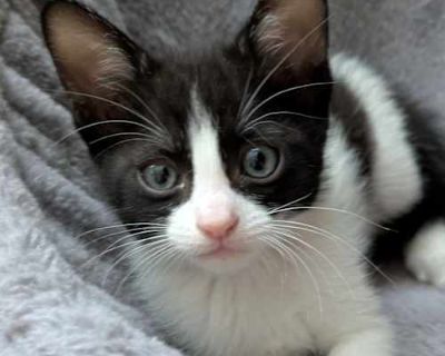 Doll - Domestic Shorthair Female Cat for Adoption