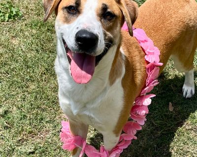 Tivys - Labrador Retriever Female Dog for Adoption