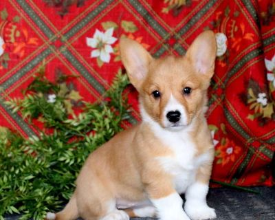 Caerwyn the Pembroke Welsh Corgi  16 Inch Large Welsh Corgi Dog