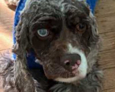 Rollie - Cocker Spaniel Male Dog for Adoption
