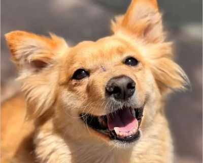 Jellybean - Female Puppy Corgi / Pomeranian for Adoption