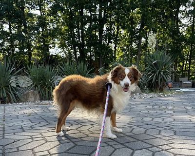 Stevie - Australian Shepherd Male Dog for Adoption