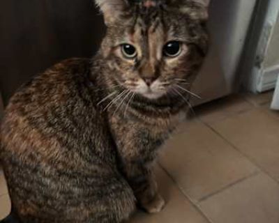 Pumpkin - Domestic Mediumhair Female Cat for Adoption