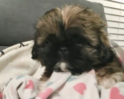 Shih Tzu Puppies for Sale (3 Puppies Left)