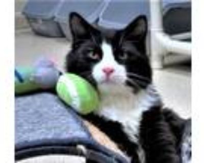 Adopt Kitten Rudy a Black & White or Tuxedo Domestic Longhair / Mixed (long