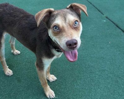 Mushu - Jack Russell Terrier Male Dog for Adoption