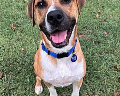 Dan - Labrador Retriever Male Dog for Adoption