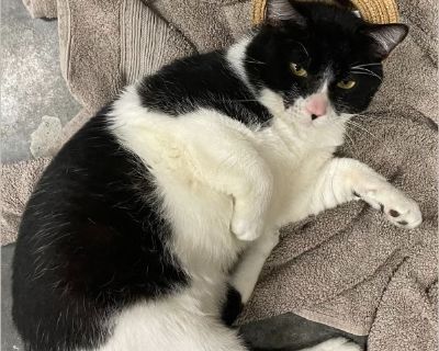 Mordecai is a talker :). He may look grumpy in some pictures - but trust us - Mordecai is just in mid sentence- and needs your full attention. Mordecai wants your company more than any cat toy or ball. We are not sure how he came to be wandering alone, but what is certain is that he is an adventurer at heart and is curious about the world around him especially other cats:). Although friendly, M...