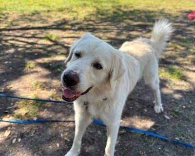Robbie The Fluffy Gentleman - Great Pyrenees & Golden Retriever Mix Male Dog for Adoption