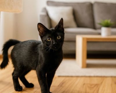 Pippa - Domestic Short Hair Female Cat for Adoption