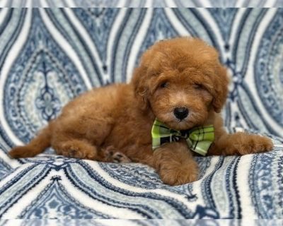 Dax - Goldendoodle (Miniature) Male Puppy for Sale