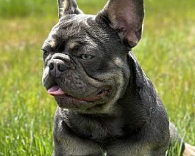 Yoda - French Bulldog Male Dog for Adoption