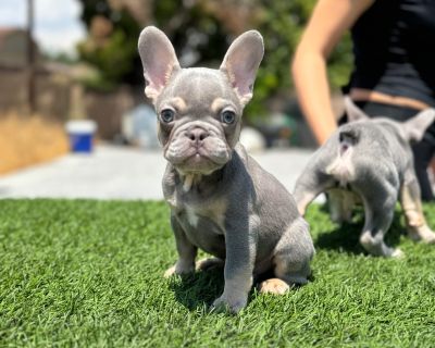 2 Male French Bulldog Puppies for Sale