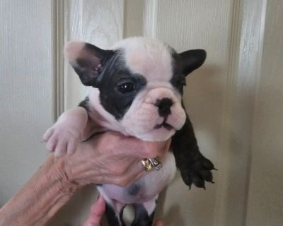 Tankrtots bulldogs best sale