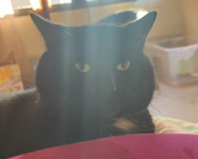 Kitty - Bombay Male Cat for Adoption