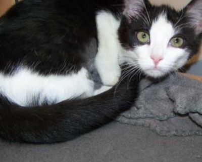 Hemi - Domestic Shorthair Female Cat for Adoption