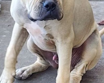 American Bulldog Puppy for sale