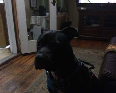 Sapphire - American Pit Bull Terrier/Boxer Mix Female Dog for Adoption