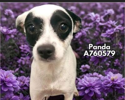 Panda %90%BC - Female Puppy Chihuahua mix for Adoption