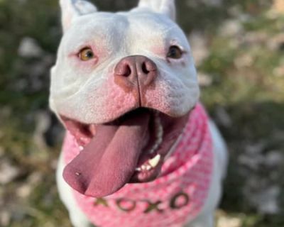 Bowser - American Bulldog/Boxer Mix Male Dog for Adoption