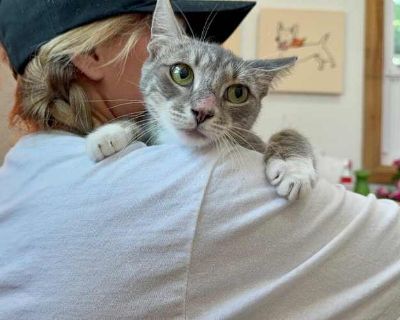 Sunshine Simpson - Domestic Shorthair Female Cat for Adoption