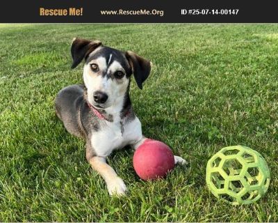 Meet Thor! He's a barrel of laughs and lots of snuggles once he feels comfortable in his environment. He was rescued from a hoarding situation and likely came up short in socialization, so he's a bit shy at first until he learns to trust. He's made great progress in his foster home and loves playing with the dogs there. And he loves balls! Chasing, tossing, carrying, pushing - you name it! He w...