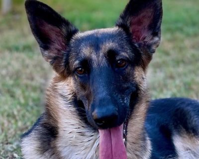 Annie HP - German Shepherd Dog Female Dog for Adoption