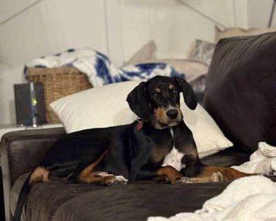Bella - Black and Tan Coonhound Female Puppy for Adoption