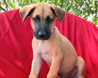Stormy - German Shepherd Dog/Black Mouth Cur Mix Male Puppy for Adoption