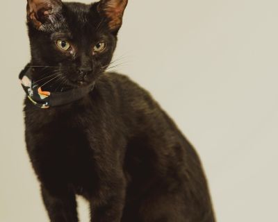 Ember - Domestic Short Hair Female Cat for Adoption