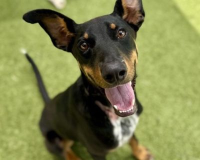 Health Spayed / neutered.. Adult Male Medium