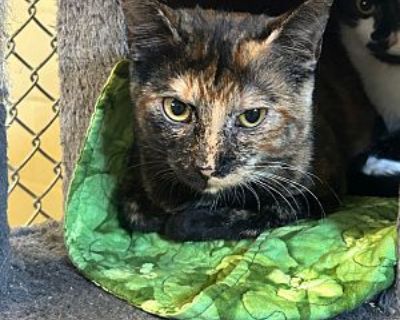 Megabyte - Domestic Shorthair Female Cat for Adoption