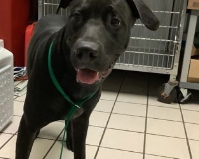 Health Spayed / neutered.. Adult Male Large