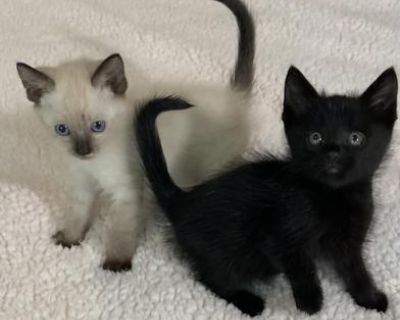 Sugar Cookie and Liberty - Siamese & Domestic Medium Hair Mix Male Cat for Adoption