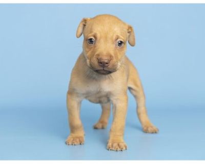 LUDACRIS - American Pit Bull Terrier Male Puppy for Adoption