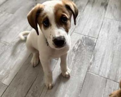 Patches - Australian Shepherd Male Puppy for Adoption