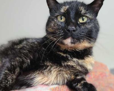 Gretchen AKA Groucho - Domestic Mediumhair Female Cat for Adoption
