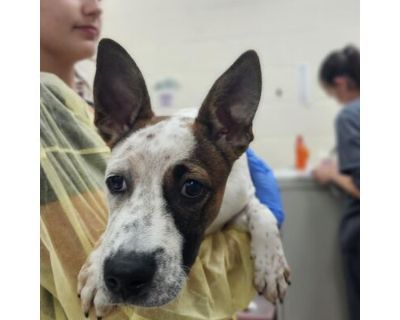 Inchworm - Australian Cattle Dog/Mixed Breed (Medium) Mix Male Puppy for Adoption