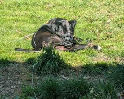 Thor - Labrador Retriever/American Pit Bull Terrier Mix Male Dog for Adoption