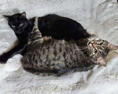 FRED-DAPHNE - Domestic Shorthair Male Cat for Adoption