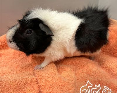 COLA - Guinea Pig Male for Adoption