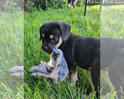 Speed - Female Pug-Unknown Mix Young for Adoption