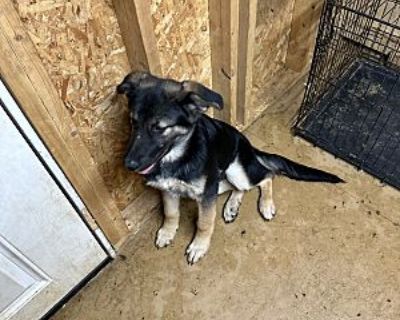 Charlie - German Shepherd Dog/Great Pyrenees Mix Male Dog for Adoption