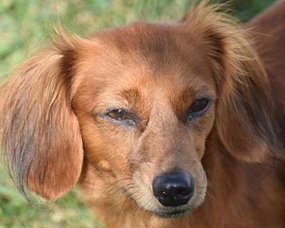 Pebbles in PA(Wants LOVE) - Dachshund Female Dog for Adoption