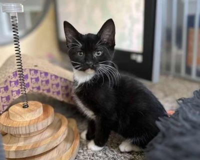 Strawberry Shortcake - Domestic Shorthair Female Kitten for Adoption