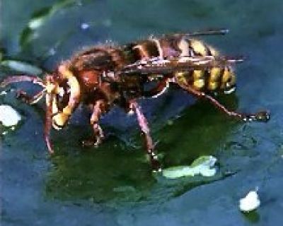 Bee Extermination Houston| Budget Bee Control