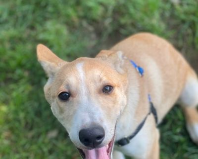 Cotton - Mixed Breed Male Puppy for Adoption