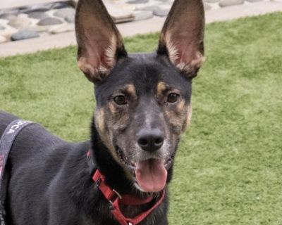 Snoop - Shepherd Mix Male Dog for Adoption