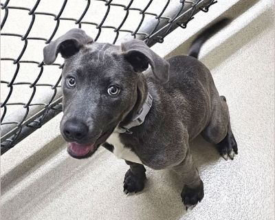 Silver - Female Puppy Weimaraner / Lab for Adoption
